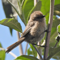 Bushtit